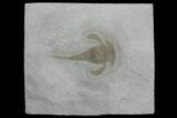 Eurypterus (Sea Scorpion) Fossil - New York #173017-1